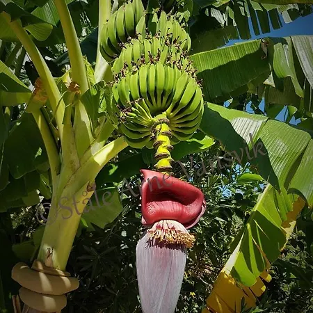 Belka Golf Poolside Apt1 * Belek