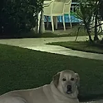 Belka Golf Poolside Apt1